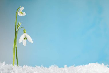 Beautiful snowdrops on snow against light blue background, closeup. Space for text