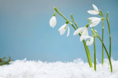 Beautiful snowdrops on snow against light blue background, closeup. Space for text