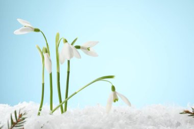 Beautiful snowdrops on snow against light blue background, closeup. Space for text