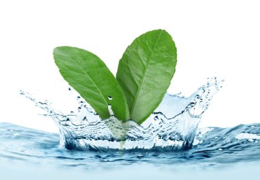 Fresh green leaves and splashing water against white background