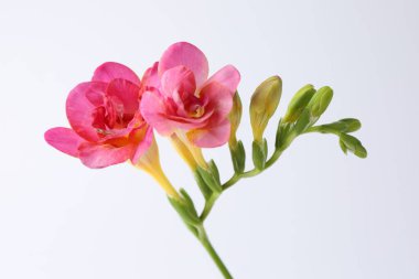 Beyaz arka planda güzel pembe frezya çiçekleri, yakın plan