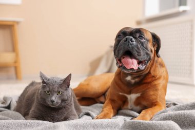 Şirin kedi ve köpek evde yerde yatıyor.
