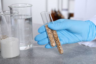 Laboratuvar testi. Bilim adamları test tüplerini kapalı alanda gri masada yulaf taneleriyle dolduruyor.