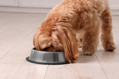Evdeki yemek kasesinden hayvan maması yiyen sevimli köpek, yakın plan.