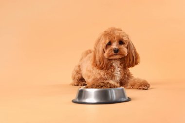 Kuru hayvan mamasıyla beslenme kabı ve bej arka planda sevimli bir köpek. Metin için boşluk