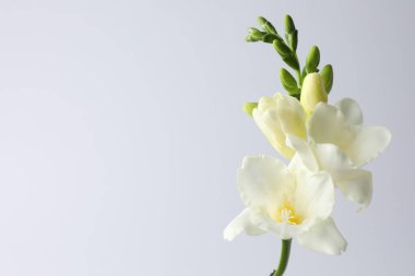 Beyaz arka planda güzel frezya çiçekleri, yakın plan. Metin için boşluk