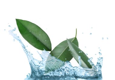 Fresh green leaves falling into splashing water against white background