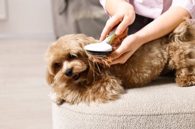 Kapalı mekanda köpek kılı fırçalayan kadın, yakın plan. Hayvan bakımı.