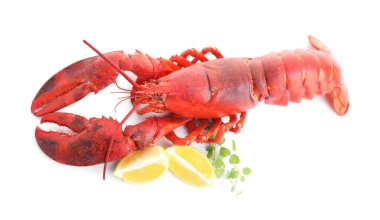 Lezzetli kaynamış ıstakoz, limon ve mikro yeşiller beyaza izole edilmiş.
