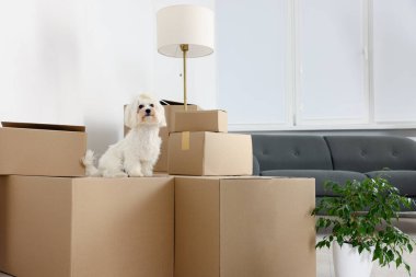 Taşınma günü. Şirin köpek, ev bitkisi ve kapalı alanda bir sürü karton kutu.
