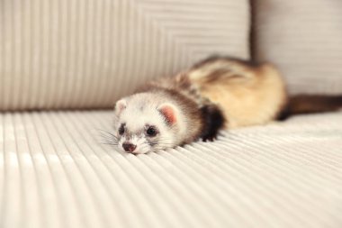 Kanepede yatan sevimli gelincik. Evcil hayvan