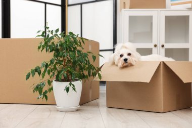 Taşınma günü. Şirin köpek, ev bitkisi ve kapalı alanda bir sürü karton kutu.