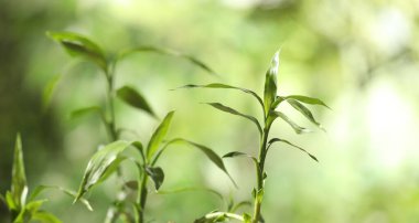Bulanık arka planda yaprakları olan yeşil bambu sapları, yakın plan. Metin için boşluk