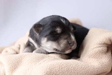 Bej bir battaniyenin üzerinde uyuyan küçük bir köpek yavrusu, yakın plan