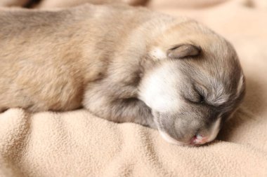 Bej bir battaniyenin üzerinde uyuyan küçük bir köpek yavrusu.