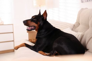 Sevgili Doberman evdeki kanepede dinleniyor.