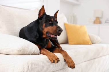 Evdeki kanepede dinlenen sevimli Doberman. Metin için boşluk