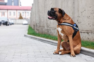 Şehir caddesinde oturan yelekli sevimli servis köpeği. Metin için boşluk