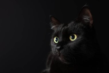 Siyah arka planda sevimli bir kedi, yakın plan ve mesaj için yer. Sevimli hayvan.