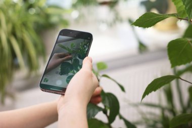 Ev bitkisi tanıma uygulamasını kullanan bir kadın kapalı alanda, yakın plan.
