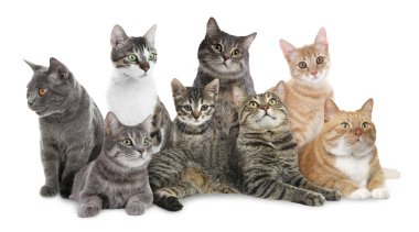 Beyaz arka planda şirin kedi grubu, afiş tasarımı