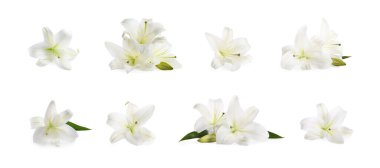 Güzel beyaz zambak çiçekleri beyaz üzerine izole edilmiş,