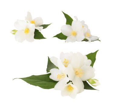 Güzel, beyaz yasemin çiçekleri, beyazlar üzerinde izole.