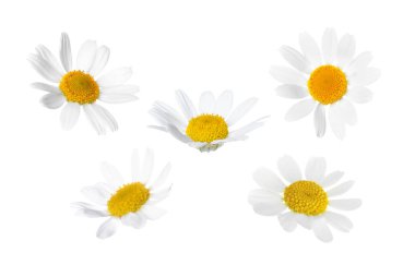 Güzel beyaz papatya çiçekleri beyaz sette izole edilmiş.