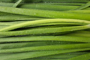 Arka planda su damlaları olan taze yeşil soğanlar, üst görünüm