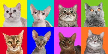 Farklı renklerde sevimli kediler, hayvan portreleri kolajı.