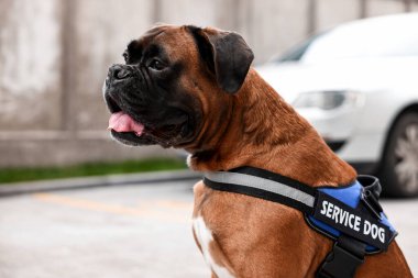 Şehir caddesinde yelek giymiş şirin servis köpeği.