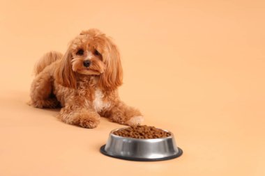 Kuru hayvan mamasıyla beslenme kabı ve bej arka planda sevimli bir köpek. Metin için boşluk