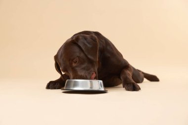 Sevimli köpek bej arka planda besleme kabından kuru hayvan yiyeceği yiyor.