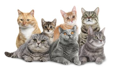 Beyaz arka planda şirin kedi grubu, afiş tasarımı