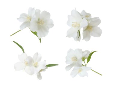 Güzel, beyaz yasemin çiçekleri, beyazlar üzerinde izole.