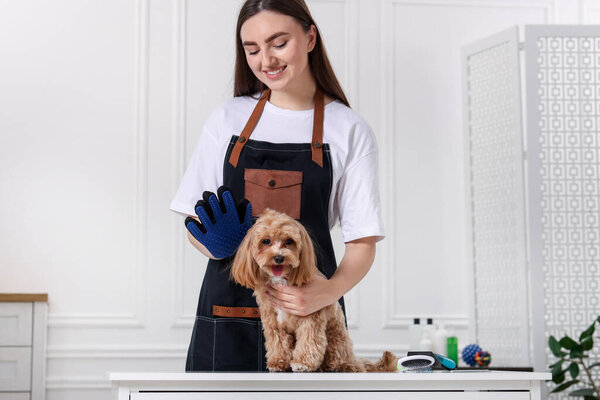Woman with grooming glove and cute Maltipoo indoors