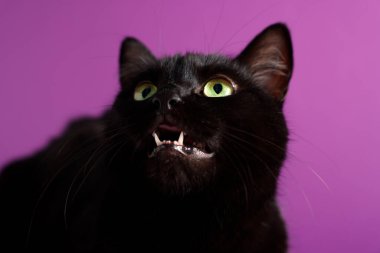 Mor arka planda sevimli siyah kedi, yakın plan. Sevimli hayvan.