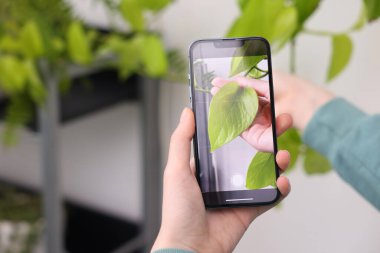 Ev bitkisi tanıma uygulamasını kullanan bir kadın kapalı alanda, yakın plan.