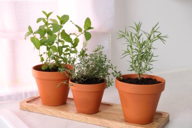 Kapalı alandaki beyaz tezgahlarda farklı aromatik otlar.