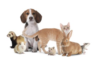 Beyaz arka planda bir grup sevimli evcil hayvan