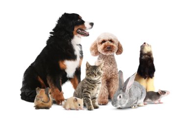 Beyaz arka planda bir grup sevimli evcil hayvan