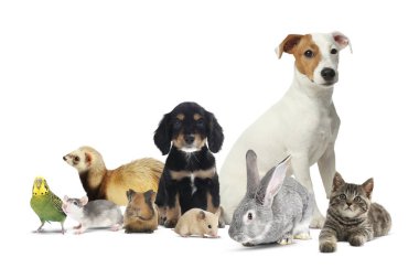 Beyaz arka planda bir grup sevimli evcil hayvan