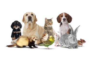 Beyaz arka planda bir grup sevimli evcil hayvan