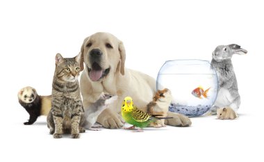 Beyaz arka planda bir grup sevimli evcil hayvan. Pankart tasarımı