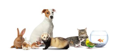 Beyaz arka planda bir grup sevimli evcil hayvan. Pankart tasarımı