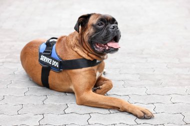 Yelekli sevimli servis köpeği kaldırımda yatıyor.