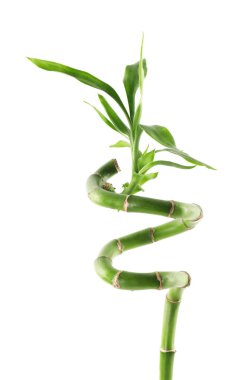 Güzel dekoratif bambu bitkisi beyaza izole edilmiş.