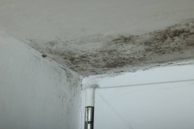 Wall affected with black mold indoors, closeup view