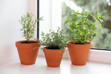 Pencere pervazındaki saksılarda farklı aromatik otlar.