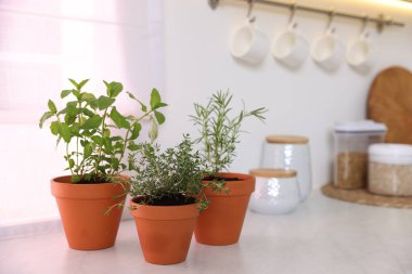 Mutfaktaki beyaz tezgahta farklı aromatik otlar var.